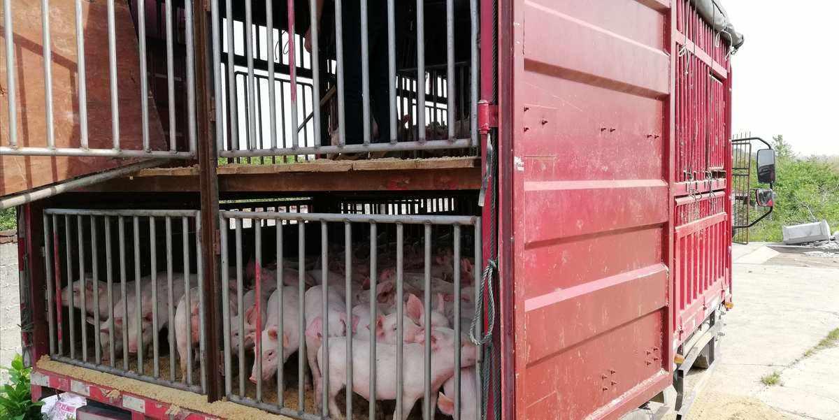 生猪运输