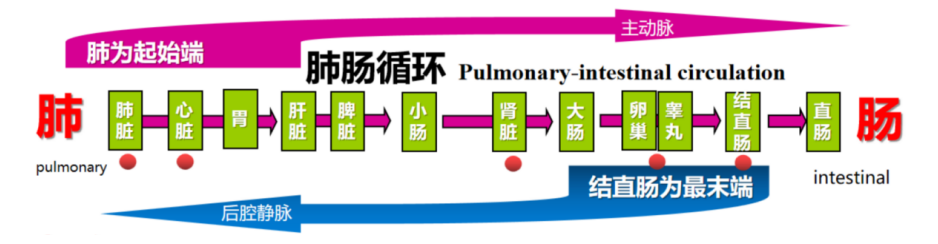 肺肠循环