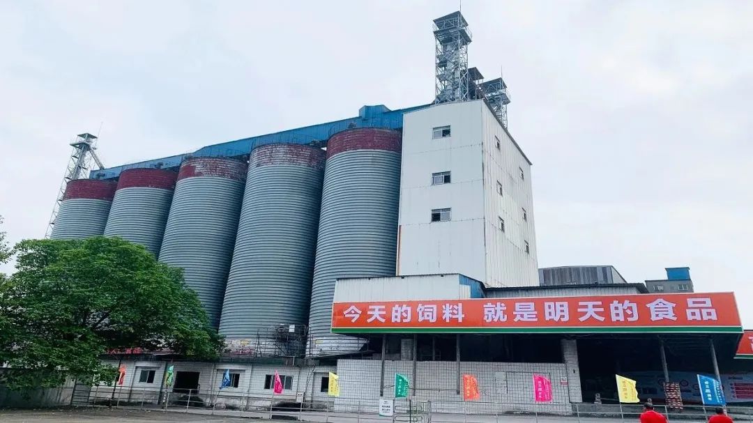 扬翔饲料