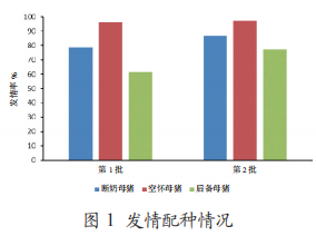 发情配种情况