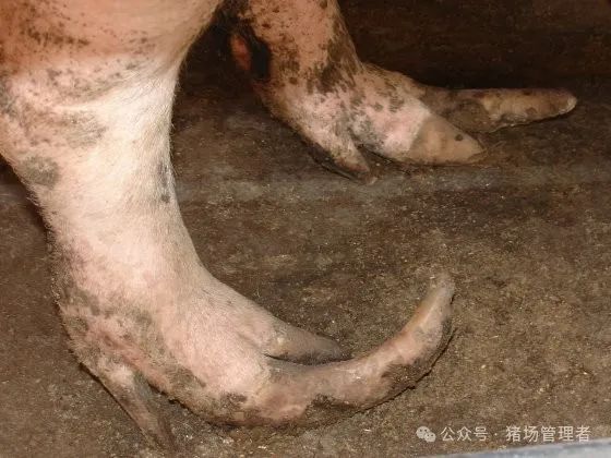 母猪肢蹄病