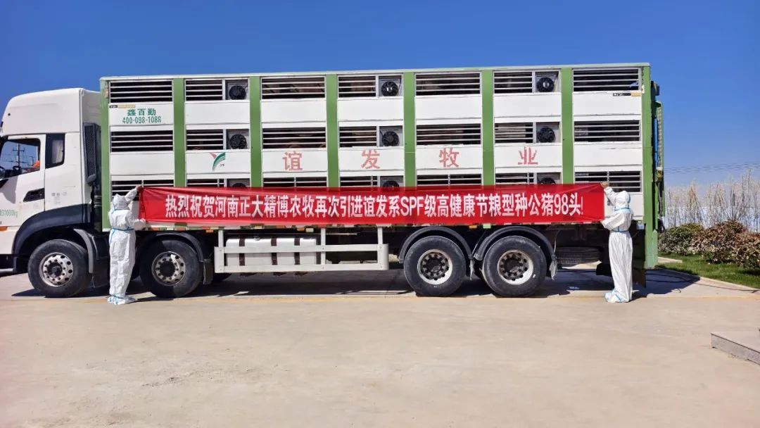 河南正大精博农牧再次成功引进谊发系SPF级高健康节粮型种公猪98头！