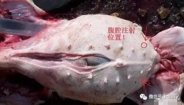 腹腔注射位置
