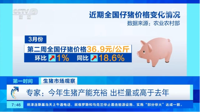 仔猪行情