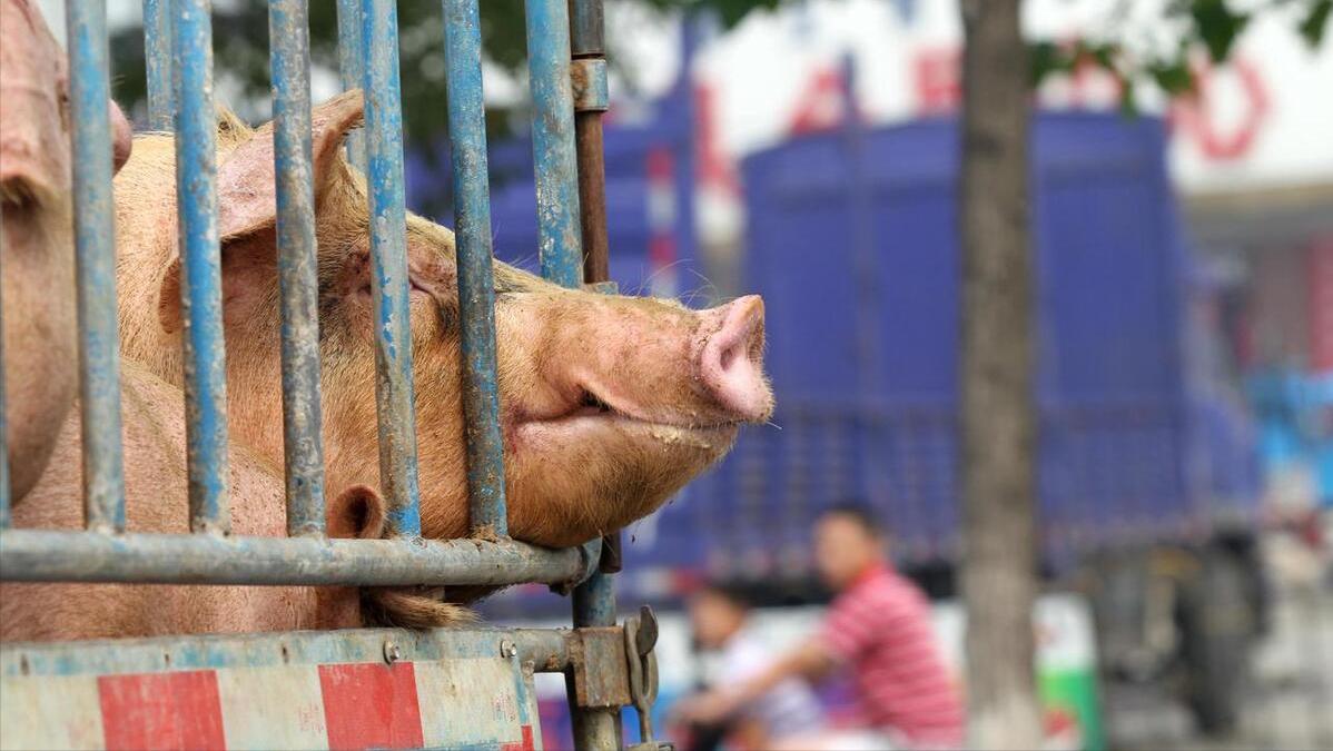 生猪购销表现一般，猪价或将延续窄幅波动的走势！