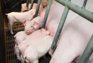母猪“入不敷出”背后的营养解决方案