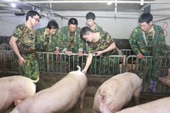 800元仔猪正飞奔入栏，补栏热潮暗藏危机？