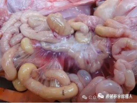 仔猪肠道充满黄色液体