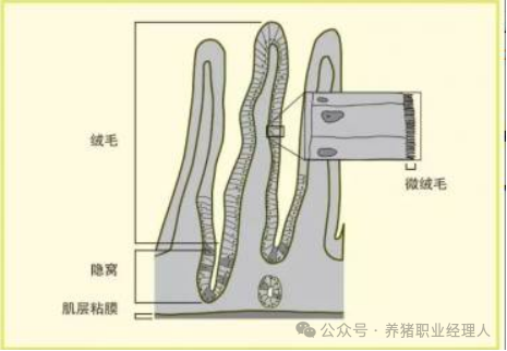 肠道绒毛和隐窝