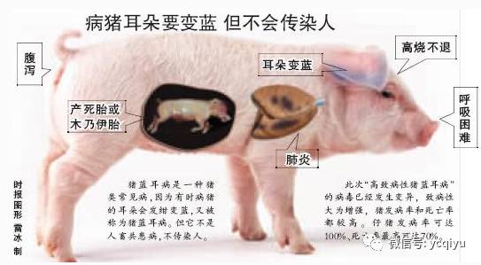 感染猪蓝耳病后应如何防治？带你认识猪蓝耳病！