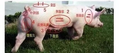 母猪