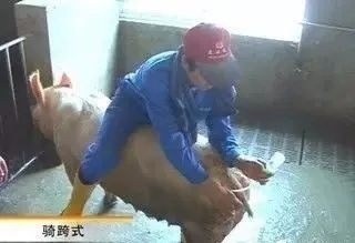 母猪输精