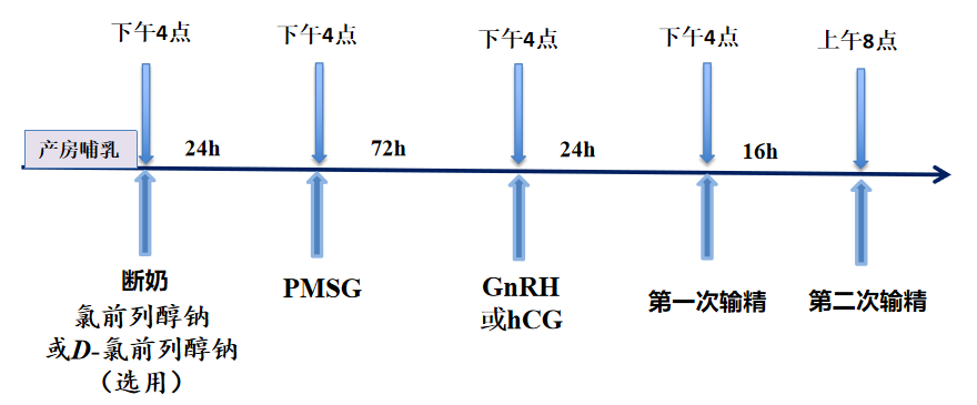 经产母猪的精准定时输精方案
