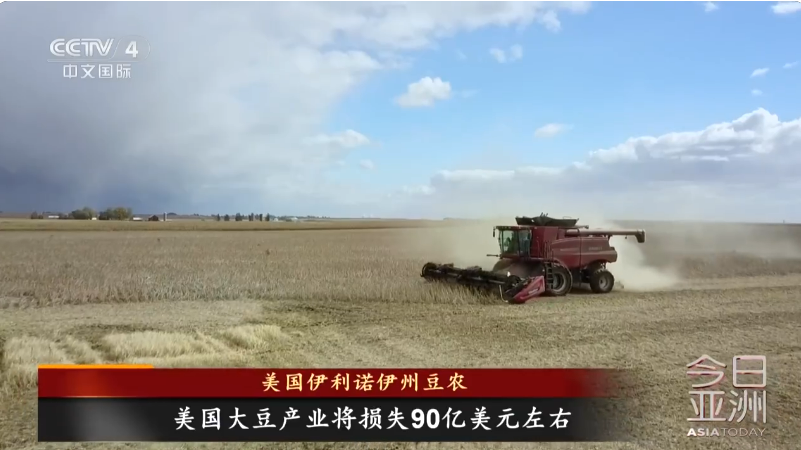 美国大豆