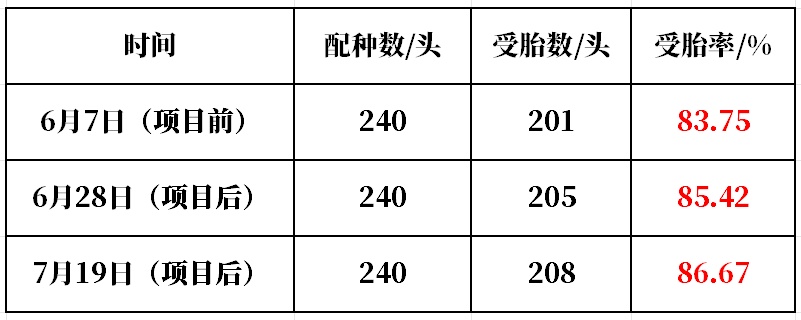 连续3个批次母猪受胎率统计