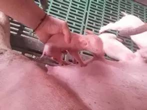 弱仔