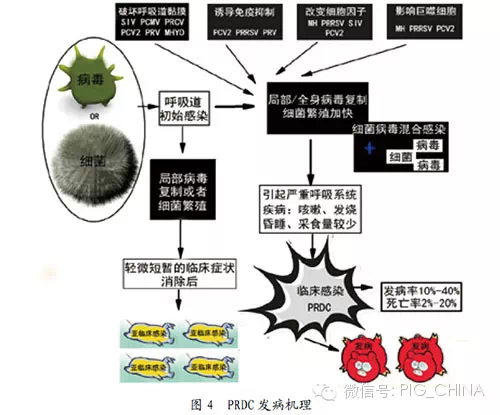 发病机制