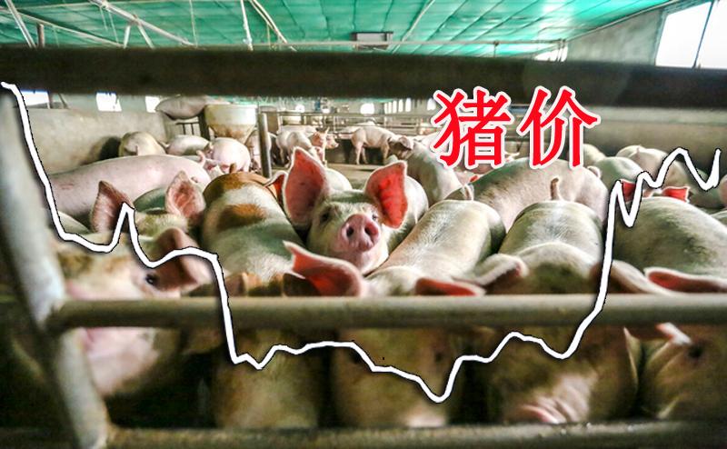 生猪行情