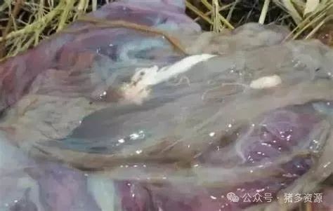 猪场生产管理|养<a href=