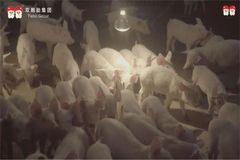 选对代养搭子，养猪赚钱不迷路！