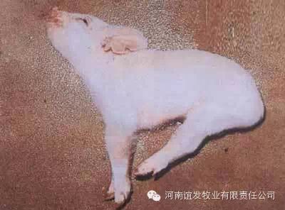 生猪