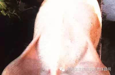 腹下毛细血管出血