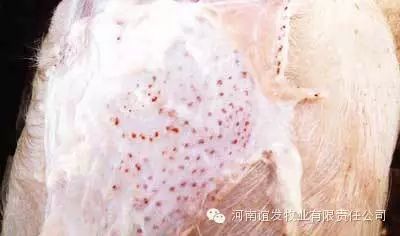 皮下出血点