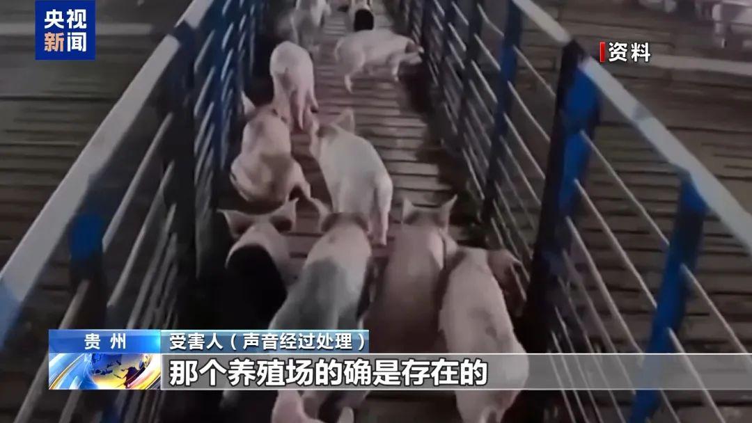 养猪