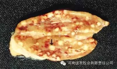 肾上腺于皮质及髓质部可见散发性的坏死点