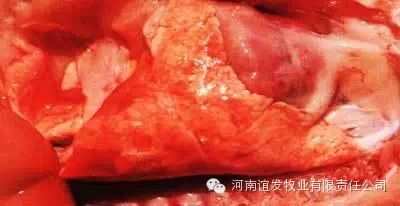 出血性肺炎