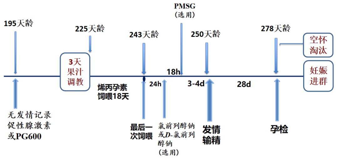 后备母猪简式配种进群方案