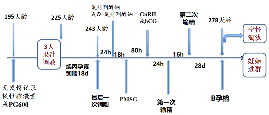后备母猪精准配种进群方案