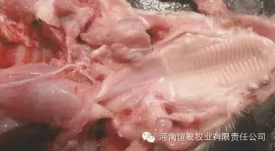 扁桃体有出血点