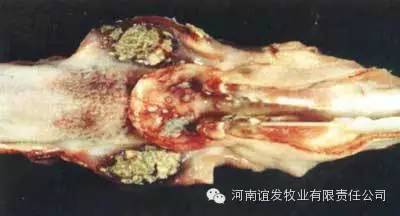 扁桃体及咽喉头发生明显坏死