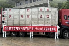 强强联手！热烈祝贺宝鸡正能农牧、资阳冠宇农牧成功引进铁骑力士2419头双阴TC01高繁系种猪