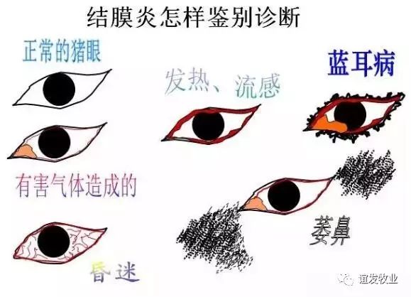 结膜炎