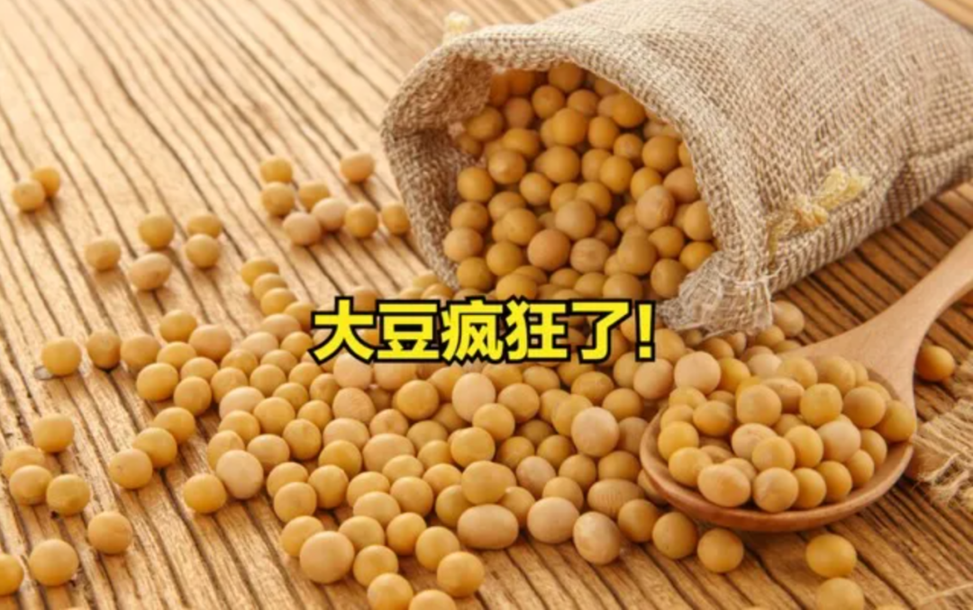 一边是仔猪“抢购潮”，一边是豆粕“抛售潮”：现在补栏是赢是输？