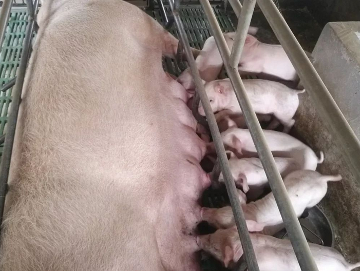 母猪没有奶水到底是什么原因造成的？