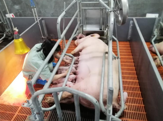 员工辅助弱仔吃好初乳