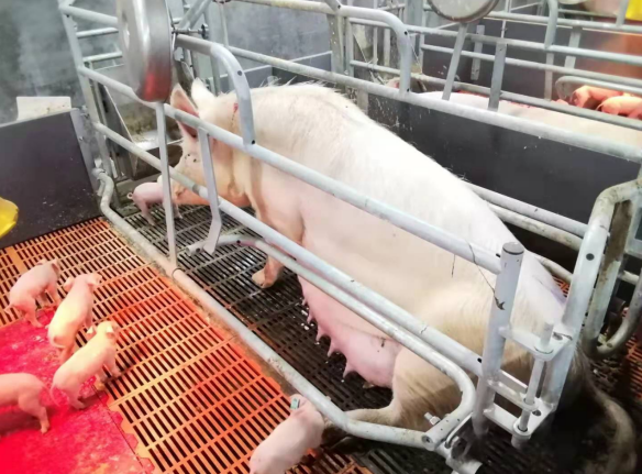 催奶后母猪奶水呈滴