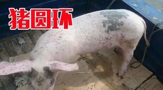 猪圆环病毒的危害和防治方案！