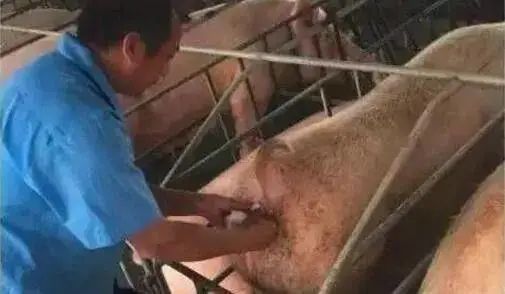 母猪授精