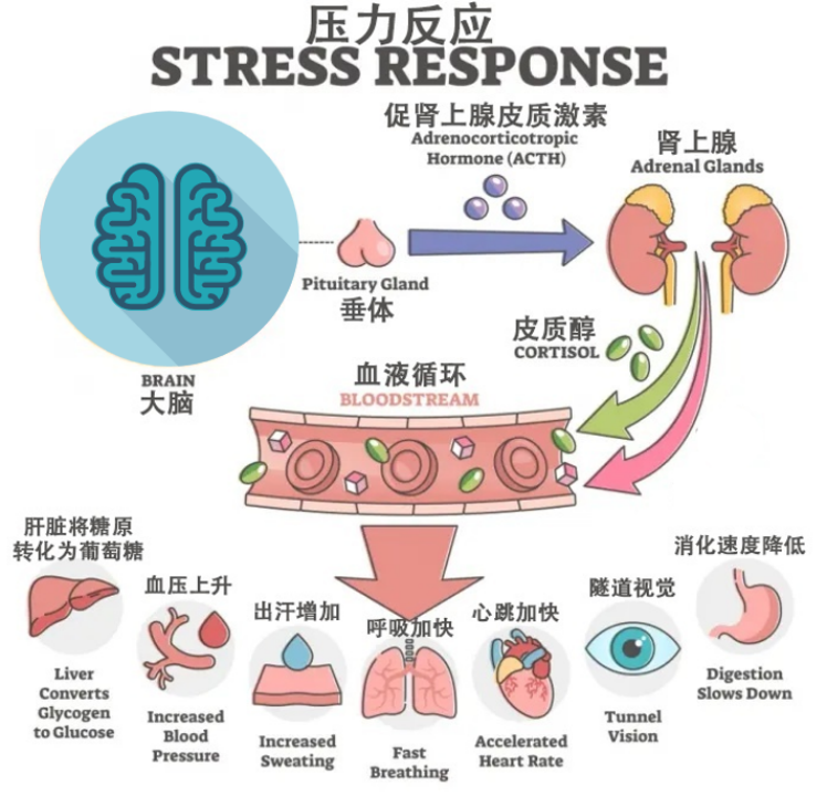养殖应激知多少（上）| 皮质醇如何让养殖户的利润“蒸发”？