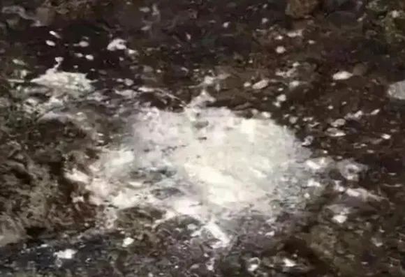 母猪尿液像“牛奶样”，啥原因造成的？如何解决？