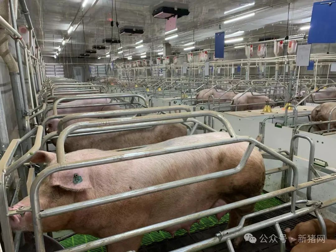 烟台市开心农场限位栏母猪
