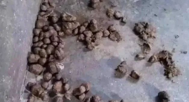 母猪便秘并非一种疾病？原因你绝对想不到！