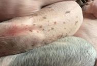 猪身上起红疙瘩是什么病引起的？附治疗方法