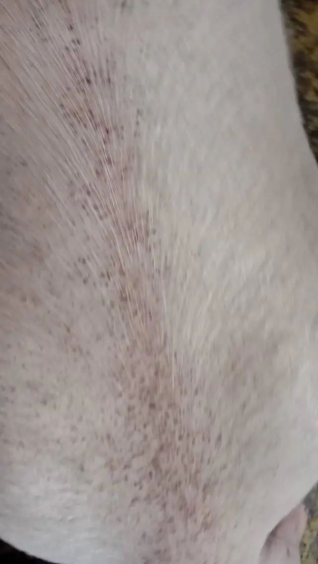 生猪
