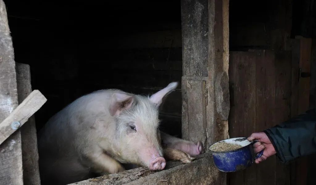 揭秘养猪“四定”法则：定时定量定质定温，猪群生长无忧