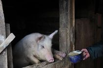 揭秘养猪“四定”法则：定时定量定质定温，猪群生长无忧
